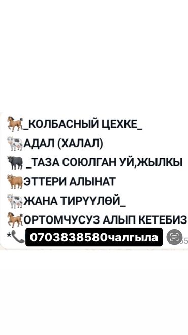 лягушка живая: Калбасный цехке адал сойулган малдын этин алабыз жакшы баада