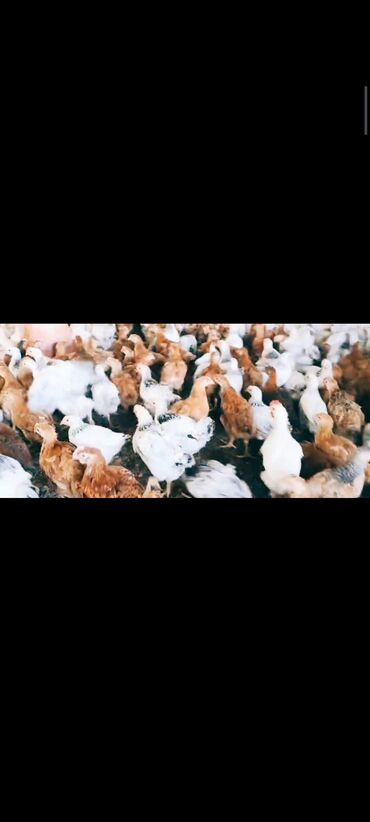 Balıqlar: Toyuq cücələri, Ətlik
