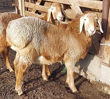 Баран, овца: Продаю | Ягненок, Баран (самец) | Для разведения | Племенные, Осеменитель — 9