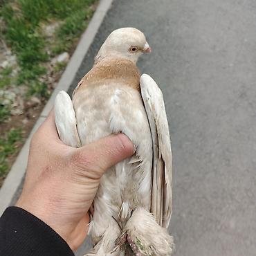 Другие с/х животные: Касмач +такла самец маладой играет не играет не знаю Подходит: - для — 3