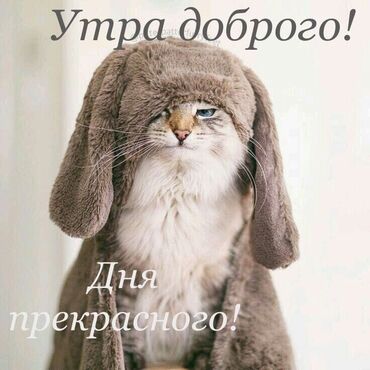 закупаем мед дорого: Приму в дар солевую лампу. Или куплю не дорого