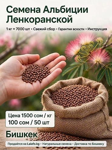 ураган для трав: Альбиция ленкоранская — семена и саженцы Семена: - Свежий сбор — 1