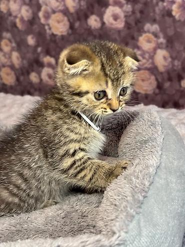 Pişiklər: Şinşilla, Erkək — 9