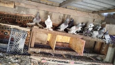 куплю домашнее животное: Срочно продам голубей в основном лёт игра есть пары без пары ноги чубы