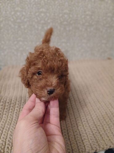 İtlər: Pudel, 2 ay — 12