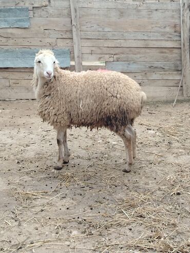Qoyunlar, qoçlar: Salam alekum hər cəkidə quzumuz var erkək qurbanlıq quzular 270 — 8
