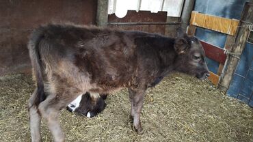 охотничый собака: Продаю | Музоо, торпок | Алатауская | На откорм | Не стельные