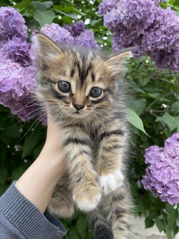 персидский кот цена: Отдам двух котят в добрые руки 
обе девочки, им полтора месяца