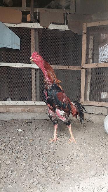 Xoruzlar: Xoruz, il: <1, Pulsuz çatdırılma — 6