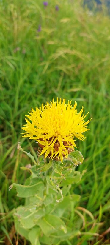Bal: Müalicəvi Göyçay qaratikan balı 100% tam təbii baldır. Süzülmə bal — 20