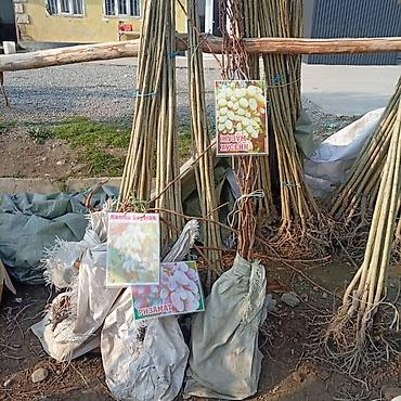 Яблоня: Саженцы плодовых культур — ассортимент сортов Предлагаются саженцы — 16