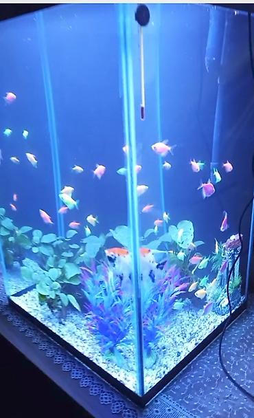 akvarium baliqlari: Tam komplekt akvarium sistemi - Şüşə kub formalı akvarium (təxmini — 2