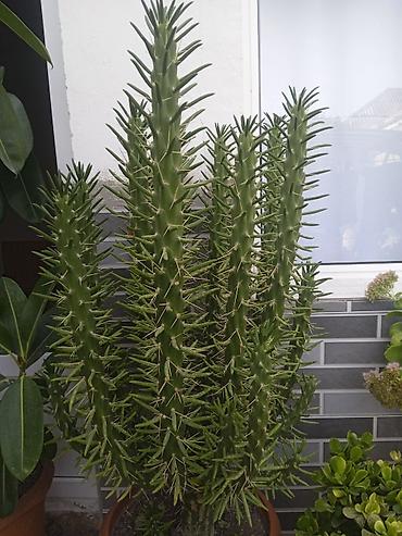meyve agaci: Bitkilər – Euphorbia trigona (Afrika südlü ağacı tipli sukkulent) evde — 2