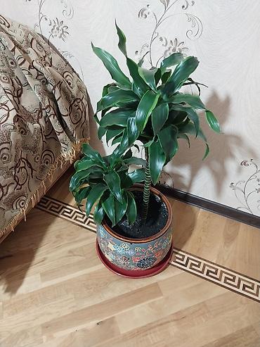 guller ve adlari: Çox gözəl çox xeyirli və dünyada böyük bioloji dəyərli Dracena — 1
