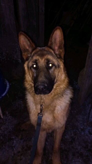 отдам животных в хорошие руки: Немецкая овчарка, 1 год, Самец