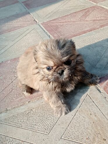 İtlər: Pekines — 4