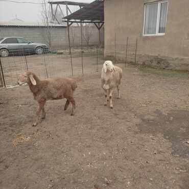 Баран, овца: Продаю | Овца (самка) | Для разведения — 9