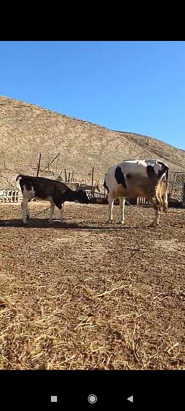 Inəklər, öküzlər: Satılır: inək və buzovlar salam hər vaxtı xeyir olsun bu şəkildə — 15