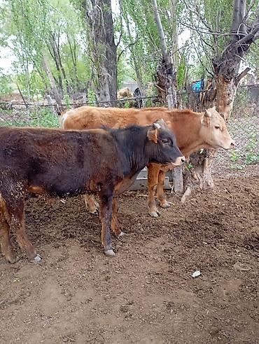 Коровы, быки: Продаю | Бык (самец) | На откорм — 16