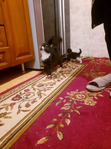 Pişiklər: Məhsul: Ev pişiyi və balası Təsvir: - Şəkillərdə iki pişik görünür — 4