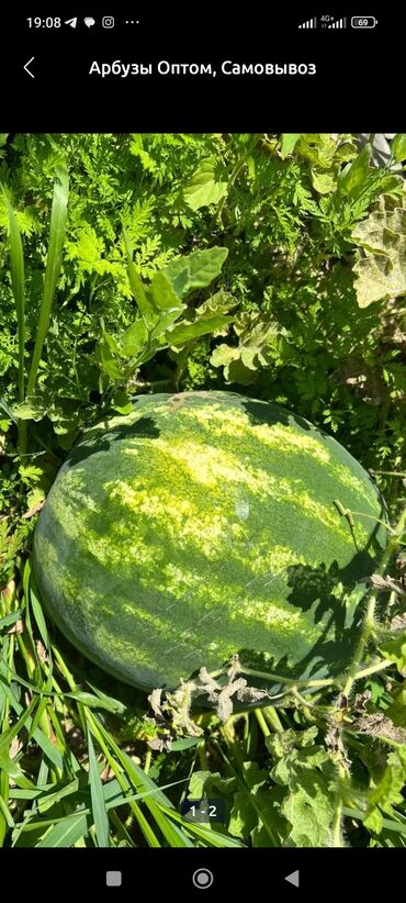 Үй жана бакча үчүн башка буюмдар: Арбуз 🍉 поздний . Оптом 2 гектара