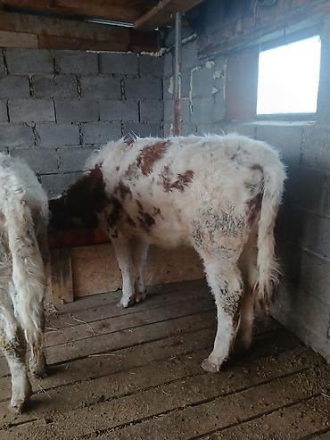 Коровы, быки: Продаю | Тёлка | Полукровка | На откорм | Привязанные — 12