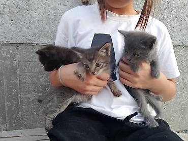 Мышыктар: Отдам бесплатно котят Котята, помёт из трёх малышей: - Серый — 2
