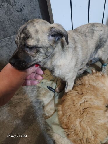 Продажа собак: Отдам в хорошие руки! Щенки метисов - Милые щенки с короткой густой — 8