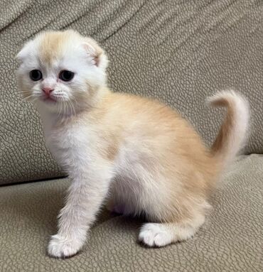 Pişiklər: Şotland, Erkək, Dişi, Cütləşmə üçün, Ünvandan götürmə, Pulsuz çatdırılma, Ödənişli çatdırılma — 18