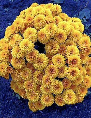 Хризантема: Продается хризантема мультифлора и корейская. Подростки. По 80 сом — 5