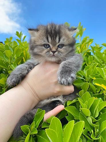 Pişiklər: Qızıl şinşilla — 4