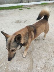 İtlər: Zvonok, 1 il, Erkek — 2