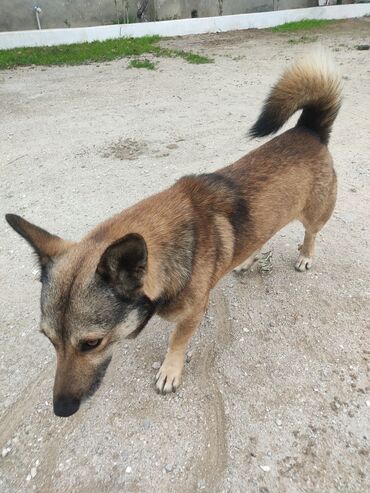 İtlər: Zvonok, 1 il, Erkek — 5