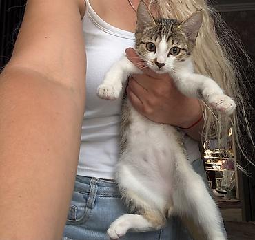 котят ош: Котята домашние, короткошёрстные, окрасы: серо-белый биколор и — 7