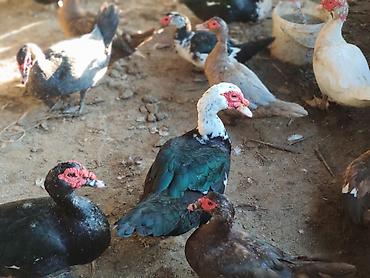 Ördəklər: Erkək, | Macar, Ətlik, Ünvandan götürmə, Ödənişli çatdırılma — 7