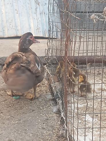 животные птицы: Инда утка 🦆 утятами — 2