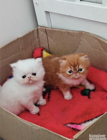 kreveti za mace: Prodajem čistokrvne persijske mačiće, imaju piggy look. Žuta maca
