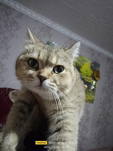 золотая шиншила кошка: Британская короткошёрстная кошка (окрас золотой шиншилла) - Порода — 7