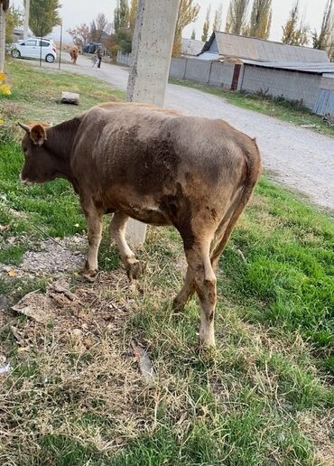 цены породистых собак: Продаю | Корова (самка) | Полукровка | На откорм | Привязанные