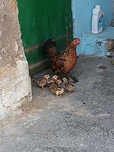 heyvanlar və balaları: Toyuq, Damazlıq — 2