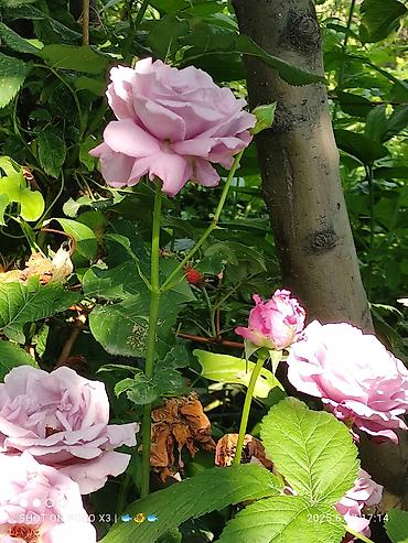 Продажа коттеджей и домов: Дом в ЧолпонАте р-он Хутор на участке более 10соток Продажа, два дома — 19