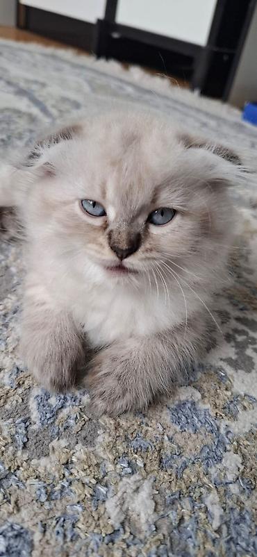 pişik oyuncaq: Şotland, Dişi, Yaxşı əllərə, Ödənişli çatdırılma — 1