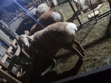 сколько стоит шотландская вислоухая кошка: Ассалому алейкум жаамат козулар сатылат азыркы суроту жоок 4 ай болду