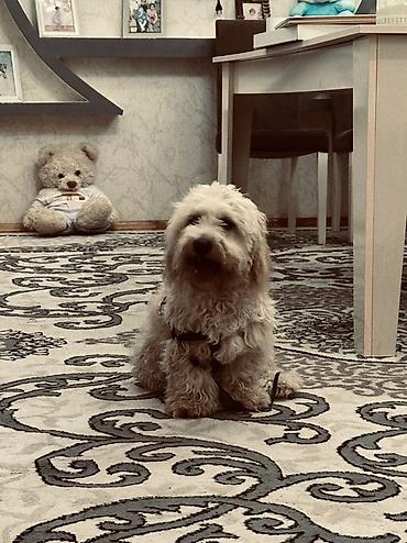 İtlər: Erkek, Ünvandan götürmə — 7