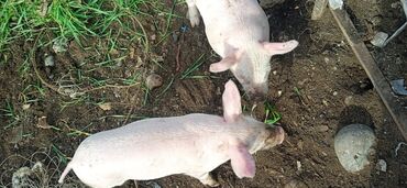 корма для сх животных: Сатам | Чочко (ургаачы), Торопой | Чоң ак, Дюрок | Көбөйтүү үчүн | Асыл тукумдуу