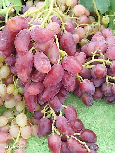 Фундук: Продажа саженцев винограда и фундука осенняя для посадки,как и — 10