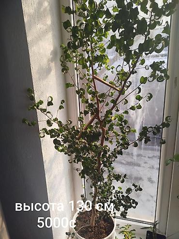 бенжамин: Продаю фикусы большие и ухоженные. высота на фото +цена! по сортам — 5