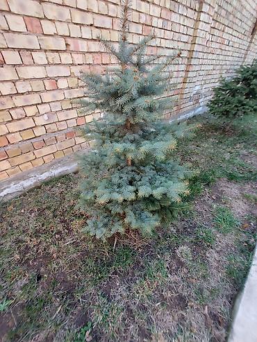 Декоративные деревья: Саженцы деревьев: Ели — 3