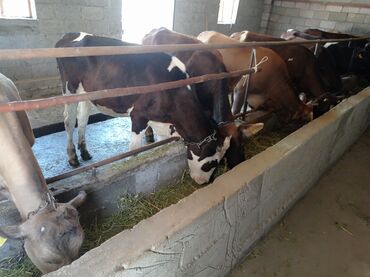 быки в канте: Продаю | Корова (самка), Тёлка | Голштин, Алатауская, Швицкая | Для разведения, Для молока