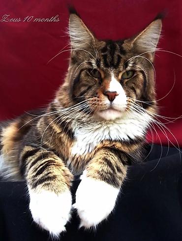 Продажа кошек: Мейн-кун Ласковый Гигант🥳🥳🥳🥳, малыш Мейн-кун открыть для бронирование — 7